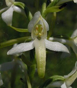 Platanthera bifolia (Orchidaceae)  - Platanthère à deux feuilles, Platanthère à fleurs blanches - Lesser Butterfly-orchid Marne [France] 18/06/2005 - 220m