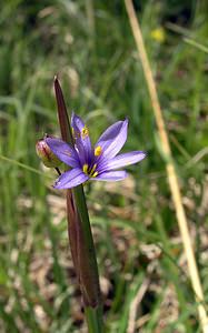 Sisyrinchium montanum (Iridaceae)  - Sisyrinchium des montagnes, Bermudienne des montagnes, Bermudienne montagnarde - American Blue-eyed-grass Haute-Marne [France] 04/06/2005 - 430m