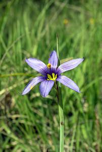 Sisyrinchium montanum (Iridaceae)  - Sisyrinchium des montagnes, Bermudienne des montagnes, Bermudienne montagnarde - American Blue-eyed-grass Haute-Marne [France] 04/06/2005 - 430m
