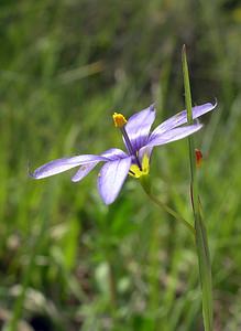 Sisyrinchium montanum (Iridaceae)  - Sisyrinchium des montagnes, Bermudienne des montagnes, Bermudienne montagnarde - American Blue-eyed-grass Haute-Marne [France] 04/06/2005 - 430m