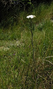 Achillea millefolium (Asteraceae)  - Achillée millefeuille, Herbe au charpentier - Yarrow Kent [Royaume-Uni] 20/07/2005 - 110m