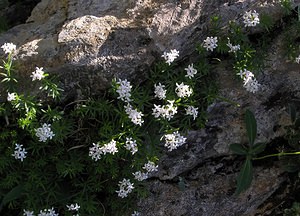 Asperula cynanchica (Rubiaceae)  - Aspérule à l'esquinancie, Herbe à l'esquinancie, Aspérule des sables - Squinancywort Hautes-Pyrenees [France] 12/07/2005 - 1890m