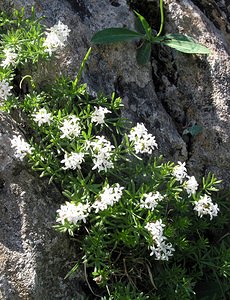 Asperula cynanchica (Rubiaceae)  - Aspérule à l'esquinancie, Herbe à l'esquinancie, Aspérule des sables - Squinancywort Hautes-Pyrenees [France] 12/07/2005 - 1890m
