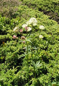 Astrantia major (Apiaceae)  - Grande astrance, Astrance élevée, Grande radiaire - Astrantia Hautes-Pyrenees [France] 11/07/2005 - 1890m