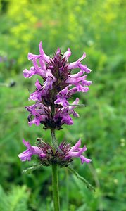 Betonica officinalis (Lamiaceae)  - Bétoine officinale, Épiaire officinal - Betony Val-d'Aran [Espagne] 08/07/2005 - 1390m