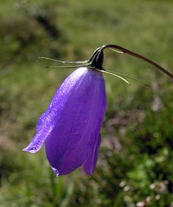 Campanula cochleariifolia (Campanulaceae)  - Campanule à feuilles de cranson, Campanule à feuilles de cochléaire, Campanule à feuilles de raifort - Fairy's-thimble Ariege [France] 05/07/2005 - 1630m