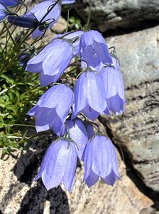 Campanula cochleariifolia (Campanulaceae)  - Campanule à feuilles de cranson, Campanule à feuilles de cochléaire, Campanule à feuilles de raifort - Fairy's-thimble Hautes-Pyrenees [France] 11/07/2005 - 1890m