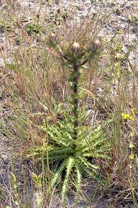 Carlina vulgaris (Asteraceae)  - Carline commune, Chardon doré - Carline Thistle Kent [Royaume-Uni] 21/07/2005 - 10m