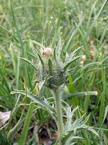 Carthamus carduncellus (Asteraceae)  - Carthame cardoncelle, Cardoncelle de Montpellier, Cardoncelle des montpelliérains Ribagorce [Espagne] 09/07/2005 - 1330m