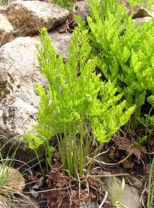 Cryptogramma crispa (Pteridaceae)  - Cryptogramme crépue, Allosore crépu, Cryptogramme crispée, Allosore crispé - Parsley Fern Hautes-Pyrenees [France] 10/07/2005 - 2200m