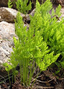 Cryptogramma crispa (Pteridaceae)  - Cryptogramme crépue, Allosore crépu, Cryptogramme crispée, Allosore crispé - Parsley Fern Hautes-Pyrenees [France] 10/07/2005 - 2200m