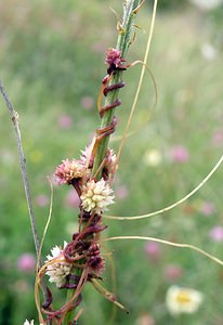 Cuscuta epithymum (Convolvulaceae)  - Cuscute du thym, Cuscute à petites fleurs, Petite cuscute - Dodder Ribagorce [Espagne] 09/07/2005 - 1330m
