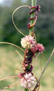 Cuscuta epithymum (Convolvulaceae)  - Cuscute du thym, Cuscute à petites fleurs, Petite cuscute - Dodder Ribagorce [Espagne] 09/07/2005 - 1330m