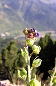 Cynoglossum officinale (Boraginaceae)  - Cynoglosse officinale - Hound's-tongue Haute-Ribagorce [Espagne] 09/07/2005 - 2040m