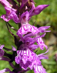 Dactylorhiza maculata (Orchidaceae)  - Dactylorhize maculé, Orchis tacheté, Orchis maculé - Heath Spotted-orchid Ariege [France] 05/07/2005 - 1630m