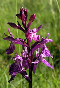 Dactylorhiza maculata (Orchidaceae)  - Dactylorhize maculé, Orchis tacheté, Orchis maculé - Heath Spotted-orchid Ariege [France] 05/07/2005 - 1630m