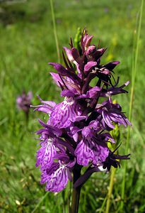 Dactylorhiza maculata (Orchidaceae)  - Dactylorhize maculé, Orchis tacheté, Orchis maculé - Heath Spotted-orchid Ariege [France] 05/07/2005 - 1630m