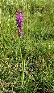 Dactylorhiza maculata (Orchidaceae)  - Dactylorhize maculé, Orchis tacheté, Orchis maculé - Heath Spotted-orchid Ariege [France] 05/07/2005 - 1630m