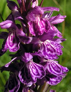 Dactylorhiza maculata (Orchidaceae)  - Dactylorhize maculé, Orchis tacheté, Orchis maculé - Heath Spotted-orchid Ariege [France] 05/07/2005 - 1630m