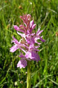 Dactylorhiza maculata (Orchidaceae)  - Dactylorhize maculé, Orchis tacheté, Orchis maculé - Heath Spotted-orchid Ariege [France] 06/07/2005 - 1640m