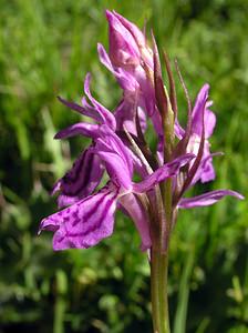 Dactylorhiza maculata (Orchidaceae)  - Dactylorhize maculé, Orchis tacheté, Orchis maculé - Heath Spotted-orchid Ariege [France] 06/07/2005 - 1640m