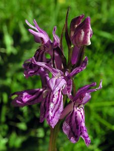 Dactylorhiza maculata (Orchidaceae)  - Dactylorhize maculé, Orchis tacheté, Orchis maculé - Heath Spotted-orchid Ariege [France] 06/07/2005 - 1640m