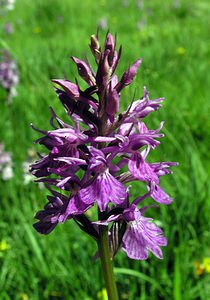 Dactylorhiza maculata (Orchidaceae)  - Dactylorhize maculé, Orchis tacheté, Orchis maculé - Heath Spotted-orchid Ariege [France] 06/07/2005 - 1640m