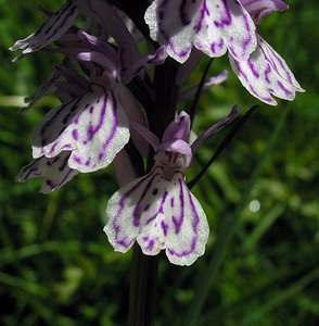 Dactylorhiza maculata (Orchidaceae)  - Dactylorhize maculé, Orchis tacheté, Orchis maculé - Heath Spotted-orchid Ariege [France] 06/07/2005 - 1640m