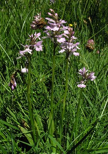 Dactylorhiza maculata (Orchidaceae)  - Dactylorhize maculé, Orchis tacheté, Orchis maculé - Heath Spotted-orchid Ariege [France] 06/07/2005 - 1640m