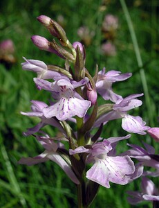 Dactylorhiza maculata (Orchidaceae)  - Dactylorhize maculé, Orchis tacheté, Orchis maculé - Heath Spotted-orchid Ariege [France] 06/07/2005 - 1640m
