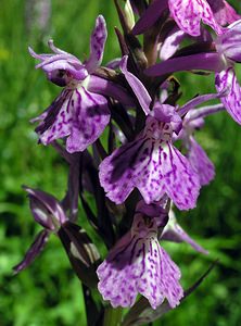 Dactylorhiza maculata (Orchidaceae)  - Dactylorhize maculé, Orchis tacheté, Orchis maculé - Heath Spotted-orchid Ariege [France] 06/07/2005 - 1640m