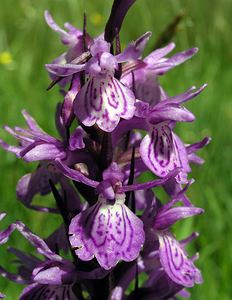 Dactylorhiza maculata (Orchidaceae)  - Dactylorhize maculé, Orchis tacheté, Orchis maculé - Heath Spotted-orchid Ariege [France] 06/07/2005 - 1640m