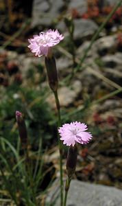 Dianthus caryophyllus (Caryophyllaceae)  - oeillet caryophyllé, oeillet des fleuristes, oeillet giroflée - Clove Pink Sobrarbe [Espagne] 09/07/2005 - 1640m