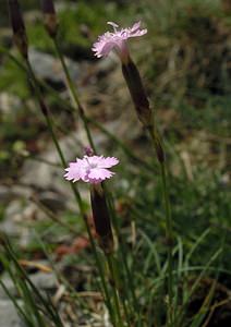Dianthus caryophyllus (Caryophyllaceae)  - oeillet caryophyllé, oeillet des fleuristes, oeillet giroflée - Clove Pink Sobrarbe [Espagne] 09/07/2005 - 1640m