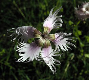 Dianthus hyssopifolius (Caryophyllaceae)  - oeillet à feuilles d'hysope, oeillet de Montpellier Ariege [France] 05/07/2005 - 1630m