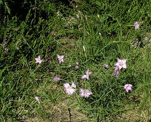 Dianthus hyssopifolius (Caryophyllaceae)  - oeillet à feuilles d'hysope, oeillet de Montpellier Ariege [France] 05/07/2005 - 1630m