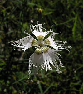 Dianthus hyssopifolius (Caryophyllaceae)  - oeillet à feuilles d'hysope, oeillet de Montpellier Ariege [France] 05/07/2005 - 1630m