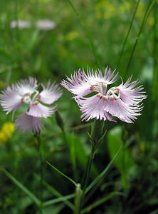 Dianthus hyssopifolius (Caryophyllaceae)  - oeillet à feuilles d'hysope, oeillet de Montpellier Val-d'Aran [Espagne] 08/07/2005 - 1390m