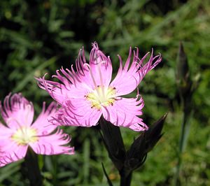 Dianthus hyssopifolius (Caryophyllaceae)  - oeillet à feuilles d'hysope, oeillet de Montpellier Hautes-Pyrenees [France] 11/07/2005 - 1600m