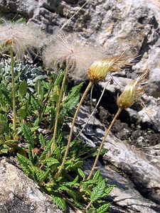 Dryas octopetala (Rosaceae)  - Dryade à huit pétales, Thé des alpes - Mountain Avens Hautes-Pyrenees [France] 12/07/2005 - 1890m