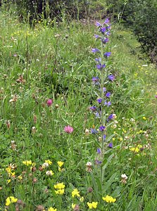 Echium vulgare (Boraginaceae)  - Vipérine commune, Vipérine vulgaire - Viper's Bugloss Val-d'Aran [Espagne] 08/07/2005 - 1390m