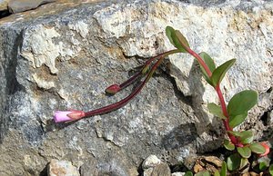 Epilobium anagallidifolium (Onagraceae)  - Épilobe à feuilles de mouron - Alpine Willowherb Hautes-Pyrenees [France] 10/07/2005 - 2200m