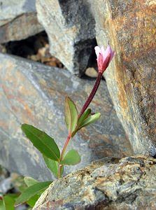 Epilobium anagallidifolium (Onagraceae)  - Épilobe à feuilles de mouron - Alpine Willowherb Hautes-Pyrenees [France] 10/07/2005 - 2200m