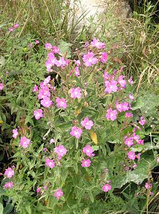 Epilobium hirsutum (Onagraceae)  - Épilobe hérissé, Épilobe hirsute - Great Willowherb Kent [Royaume-Uni] 21/07/2005 - 10m
