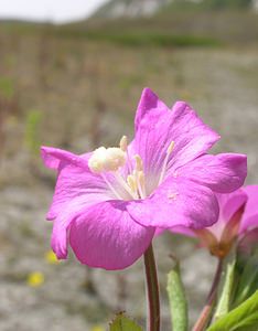 Epilobium hirsutum (Onagraceae)  - Épilobe hérissé, Épilobe hirsute - Great Willowherb Kent [Royaume-Uni] 21/07/2005 - 10m