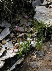 Epilobium montanum (Onagraceae)  - Épilobe des montagnes - Broad-leaved Willowherb Haute-Ribagorce [Espagne] 09/07/2005 - 2040m