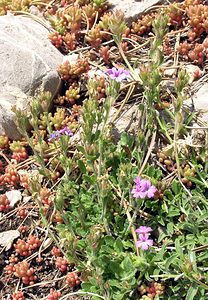 Erinus alpinus (Plantaginaceae)  - Érine des Alpes, Mandeline des Alpes - Fairy Foxglove Sobrarbe [Espagne] 09/07/2005 - 1640m