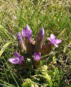 Gentianella campestris (Gentianaceae)  - Gentianelle des champs, Gentiane champêtre - Field Gentian Hautes-Pyrenees [France] 11/07/2005 - 1890m