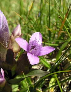 Gentianella campestris (Gentianaceae)  - Gentianelle des champs, Gentiane champêtre - Field Gentian Hautes-Pyrenees [France] 11/07/2005 - 1890m