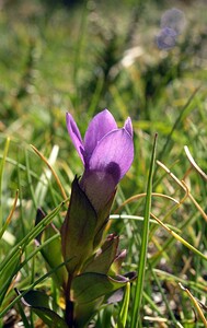 Gentianella campestris (Gentianaceae)  - Gentianelle des champs, Gentiane champêtre - Field Gentian Hautes-Pyrenees [France] 11/07/2005 - 1890m